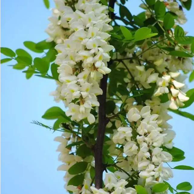 Sophora Japonica Extrait Quercitrine